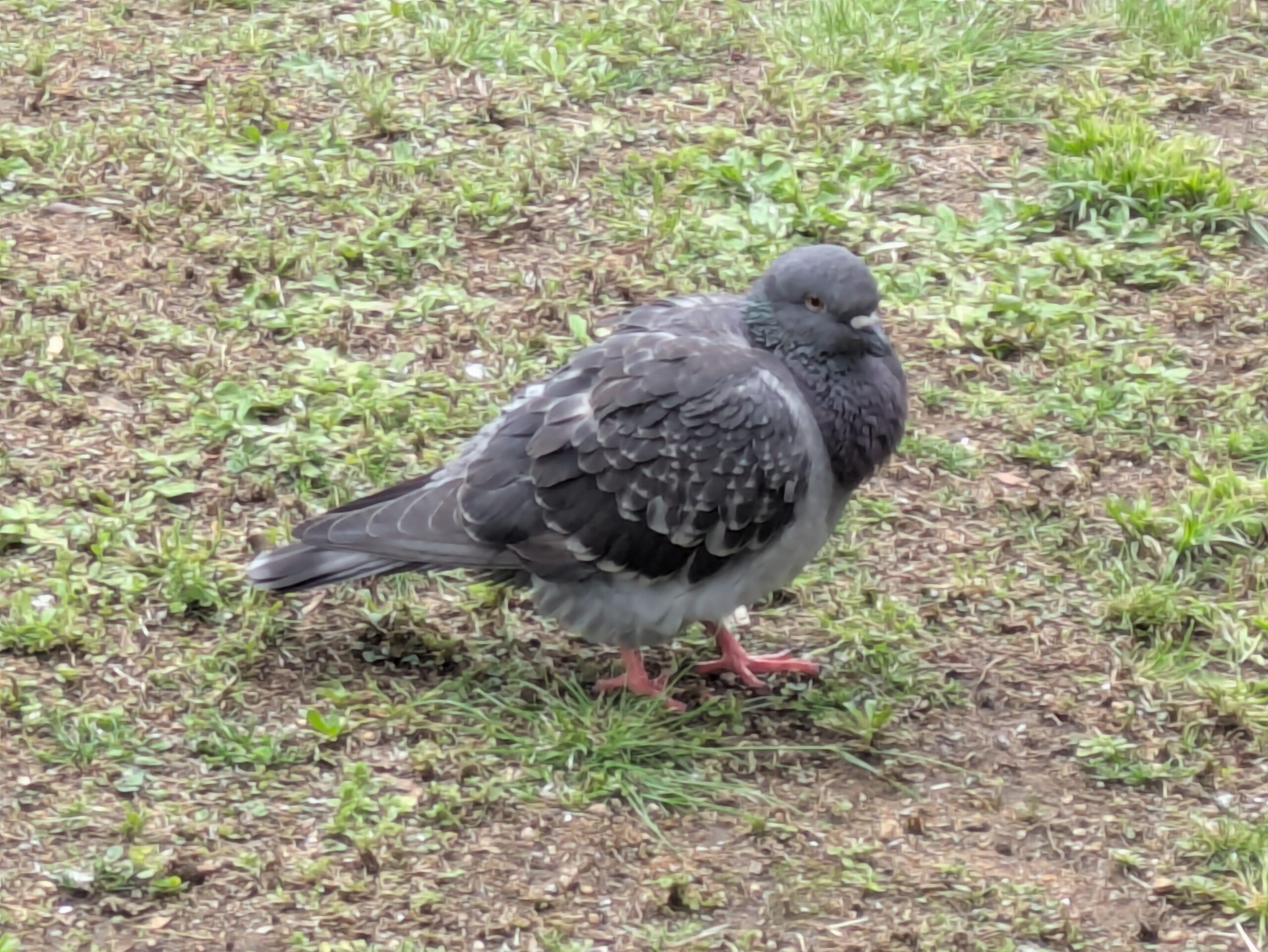 パンはパンでもパンデモニウム
